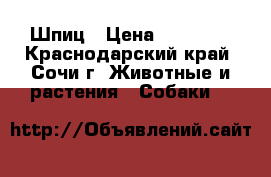 Шпиц › Цена ­ 25 000 - Краснодарский край, Сочи г. Животные и растения » Собаки   